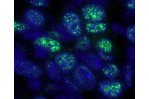 Immunofluorescence (IF) image for anti-Histone Deacetylase 1 (HDAC1) (C-Term) antibody (ABIN7448972) (HDAC1 antibody  (C-Term))