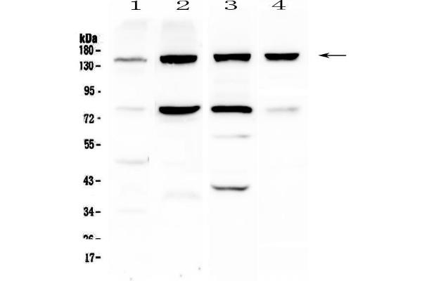 ITGA5 anticorps  (AA 42-263)
