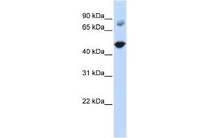 Western Blotting (WB) image for anti-TBC1 Domain Family, Member 16 (TBC1D16) antibody (ABIN2458664) (TBC1D16 antibody)