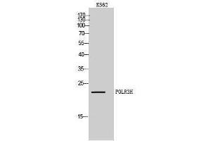 Western Blotting (WB) image for anti-Polymerase (RNA) III (DNA Directed) Polypeptide H (22.9kD) (POLR3H) (C-Term) antibody (ABIN3180274) (POLR3H antibody  (C-Term))