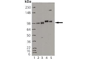 Western blot analysis of : Lane 1: MW Marker, Lane 2: HeLa lysate, Lane 3: MCF-7 lysate, Lane 4: PC-12 lysate, Lane 5: 3T3 lysate. (ISR-beta antibody  (Cytoplasmic Domain))