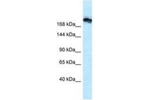 Image no. 1 for anti-Tight Junction Protein 1 (TJP1) (N-Term) antibody (ABIN6747524) (TJP1 antibody  (N-Term))