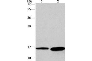 Western Blot analysis of Mouse heart and Human hepatocellular carcinoma tissue using HINT2 Polyclonal Antibody at dilution of 1:300