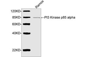 Western blot analysis of cell lysate using PI3 Kinase p85 alpha Antibody (ABIN399038, 2 µg/mL) The signal was developed with IRDyeTM 800 Conjugated Goat Anti-Rabbit IgG. (PIK3R1 antibody  (AA 600-650))