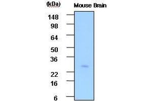 The extracts of Mouse brain(30 ug) were resolved by SDS-PAGE, transferred to PVDF membrane and probed with anti-human PSP (1:1,000).