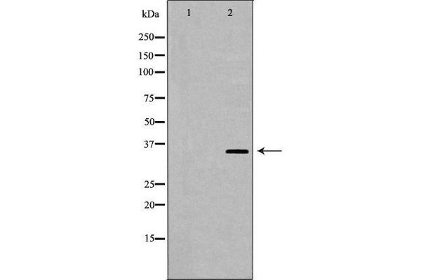 SPDYA antibody  (Internal Region)