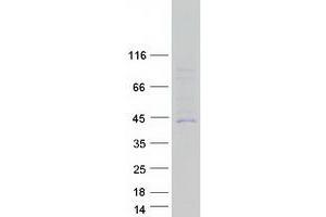 Validation with Western Blot (CYP27C1 Protein (Myc-DYKDDDDK Tag))