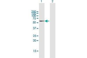 Western Blot analysis of PDCD4 expression in transfected 293T cell line by PDCD4 MaxPab polyclonal antibody. (PDCD4 antibody  (AA 1-469))