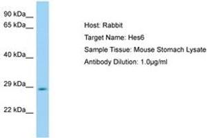 Image no. 1 for anti-Hairy and Enhancer of Split 6 (HES6) (AA 51-100) antibody (ABIN6749825)