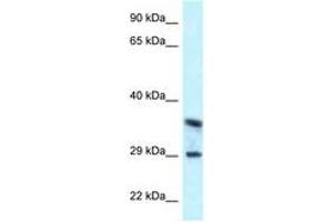 Image no. 1 for anti-CD63 (CD63) (AA 152-201) antibody (ABIN6747622) (CD63 antibody  (AA 152-201))