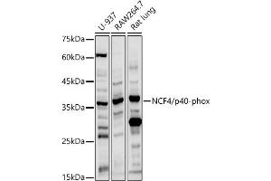 Western blot analysis of extracts of various cell lines, using NCF4/p40-phox antibody (ABIN3022902, ABIN3022903, ABIN3022904, ABIN1513244 and ABIN6219288) at 1:1000 dilution. (NCF4 antibody  (AA 1-190))