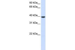 Human Muscle; WB Suggested Anti-AGPAT5 Antibody Titration: 0. (AGPAT5 antibody  (N-Term))