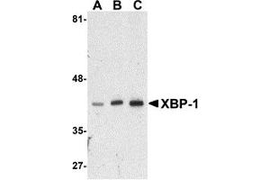 Western Blotting (WB) image for anti-X-Box Binding Protein 1 (XBP1) (N-Term) antibody (ABIN1031663) (XBP1 antibody  (N-Term))