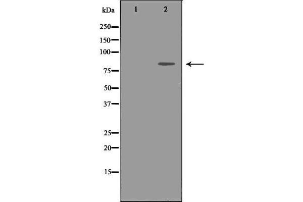 IKKi/IKKe antibody  (C-Term)