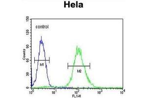 CCNG1 Antibody (N-term) flow cytometric analysis of Hela cells (right histogram) compared to a negative control cell (left histogram). (Cyclin G1 antibody  (N-Term))