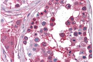 Human Testis: Formalin-Fixed, Paraffin-Embedded (FFPE) (BUB3 antibody  (AA 267-327))