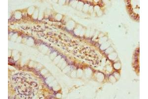 Immunohistochemistry of paraffin-embedded human small intestine tissue using ABIN7165145 at dilution of 1:100 (BTG1 antibody  (AA 22-171))