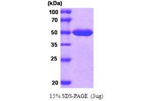SDS-PAGE (SDS) image for Methionine Adenosyltransferase II, alpha (MAT2A) (AA 1-395) protein (His tag) (ABIN667082) (MAT2A Protein (AA 1-395) (His tag))