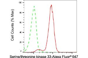 Flow cytometric analysis of Serine/threonine kinase 33 expression in HT- cells using Serine/threonine kinase 33 antibody (ABIN7800313), 1:2,000). (Recombinant STK33 antibody)