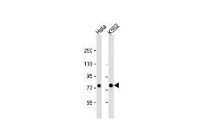 All lanes : Anti-SRP72 Antibody (Center) at 1:1000 dilution Lane 1: Hela whole cell lysate Lane 2: K562 whole cell lysate Lysates/proteins at 20 μg per lane. (SRP72 antibody  (AA 119-148))