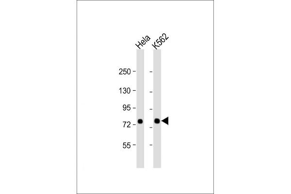 SRP72 Antikörper  (AA 119-148)