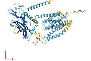 AlphaFold protein structure predicition of Human Recombinant CLPTM1L Protein, UniprotID Q96KA5