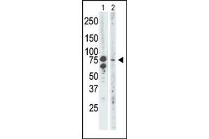 Image no. 2 for anti-Bromodomain Containing 3 (BRD3) (C-Term) antibody (ABIN360495) (BRD3 antibody  (C-Term))
