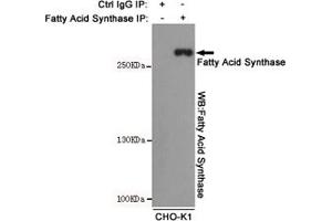 Immunoprecipitation analysis of CHO-K1 cell lysates using Fatty Acid Synthase mouse mAb. (Fatty Acid Synthase antibody)