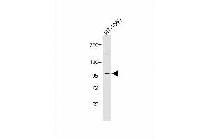 Anti-PI3KCD Antibody (C-term) at 1:1000 dilution + HT-1080 whole cell lysate Lysates/proteins at 20 μg per lane. (PIK3CD antibody  (C-Term))