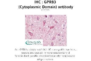 Image no. 1 for anti-G Protein-Coupled Receptor 83 (GPR83) (3rd Cytoplasmic Domain) antibody (ABIN1735176) (GPR83 antibody  (3rd Cytoplasmic Domain))