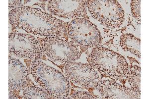 ABIN6267554 at 1/100 staining mouse testicular tissue sections by IHC-P.