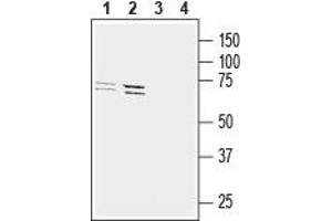 Western blot analysis of mouse BV-2 microglia cell line lysate (lanes 1 and 3) and human THP-1 monocytic leukemia cell line lysate (lanes 2 and 4): - 1,2. (GPR34 antibody  (2nd Extracellular Loop))