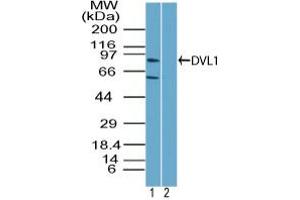 Image no. 1 for anti-Dishevelled Segment Polarity Protein 1 (DVL1) (AA 70-120) antibody (ABIN960144) (DVL1 antibody  (AA 70-120))