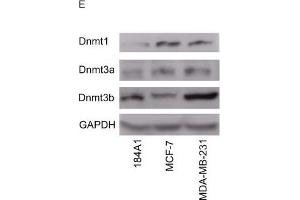 Western Blotting (WB) image for anti-Glyceraldehyde-3-Phosphate Dehydrogenase (GAPDH) antibody (ABIN2857072)