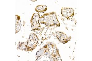 Immunohistochemistry of paraffin-embedded human placenta using Bag1 Rabbit mAb (ABIN7265847) at dilution of 1:50 (40x lens). (BAG1 antibody)