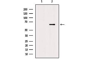 Western blot analysis of extracts from mouse brain, using Netrin-1 Antibody. (Netrin 1 antibody  (C-Term))