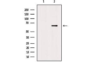 Western blot analysis of extracts from mouse brain, using Netrin-1 Antibody.