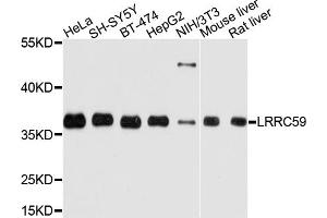 Western blot analysis of extracts of various cell lines, using LRRC59 antibody. (LRRC59 antibody)