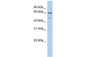 DGCR2 antibody used at 1 ug/ml to detect target protein. (DGCR2 antibody  (N-Term))
