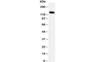 Patched 2 antibody  (C-Term)