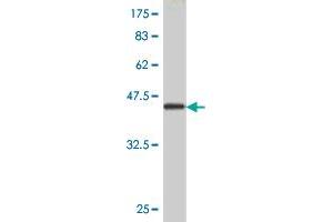 GEMIN6 antibody  (AA 1-167)