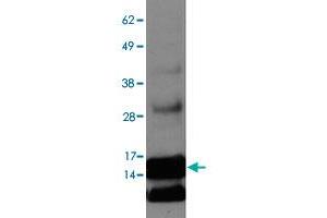 ENHO antibody  (AA 10-60)