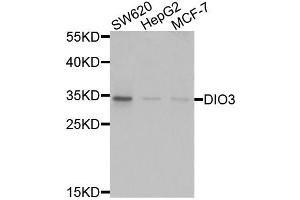 Western blot analysis of extracts of various cell lines, using DIO3 antibody (ABIN5975066) at 1/1000 dilution.