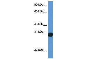 Western Blot showing Snap29 antibody used at a concentration of 1. (SNAP29 antibody  (Middle Region))
