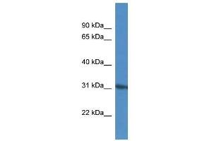 KIF25 antibody used at 0. (KIF25 antibody  (N-Term))