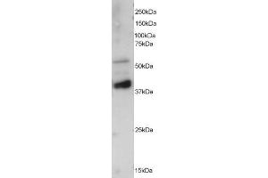 ABIN184647 staining (0. (PPP2R5E antibody  (C-Term))