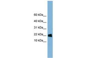 Image no. 1 for anti-Golgin A7 (GOLGA7) (AA 71-120) antibody (ABIN6742047) (Golgin A7 antibody  (AA 71-120))