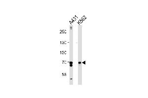 Western blot analysis in A431,K562 cell line lysates (35ug/lane). (PTGS1 antibody  (C-Term))