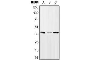 Western blot analysis of mTERF expression in HeLa (A), Raw264.