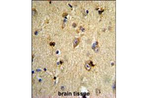 Formalin-fixed and paraffin-embedded human brain tissue reacted with EN2 Antibody , which was peroxidase-conjugated to the secondary antibody, followed by DAB staining.